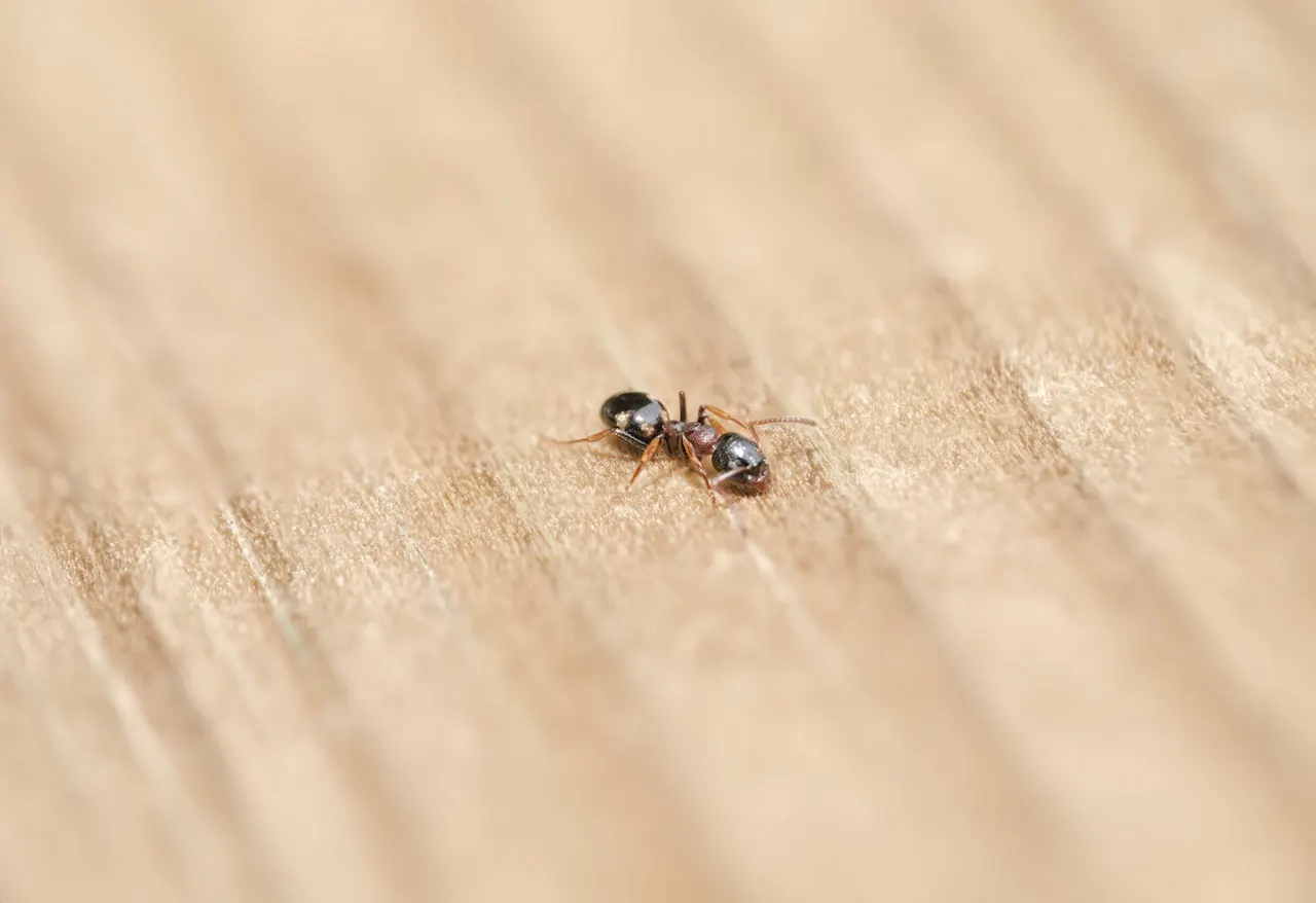 Fast Action Pest Control Pros — Pest Control you can rely on
