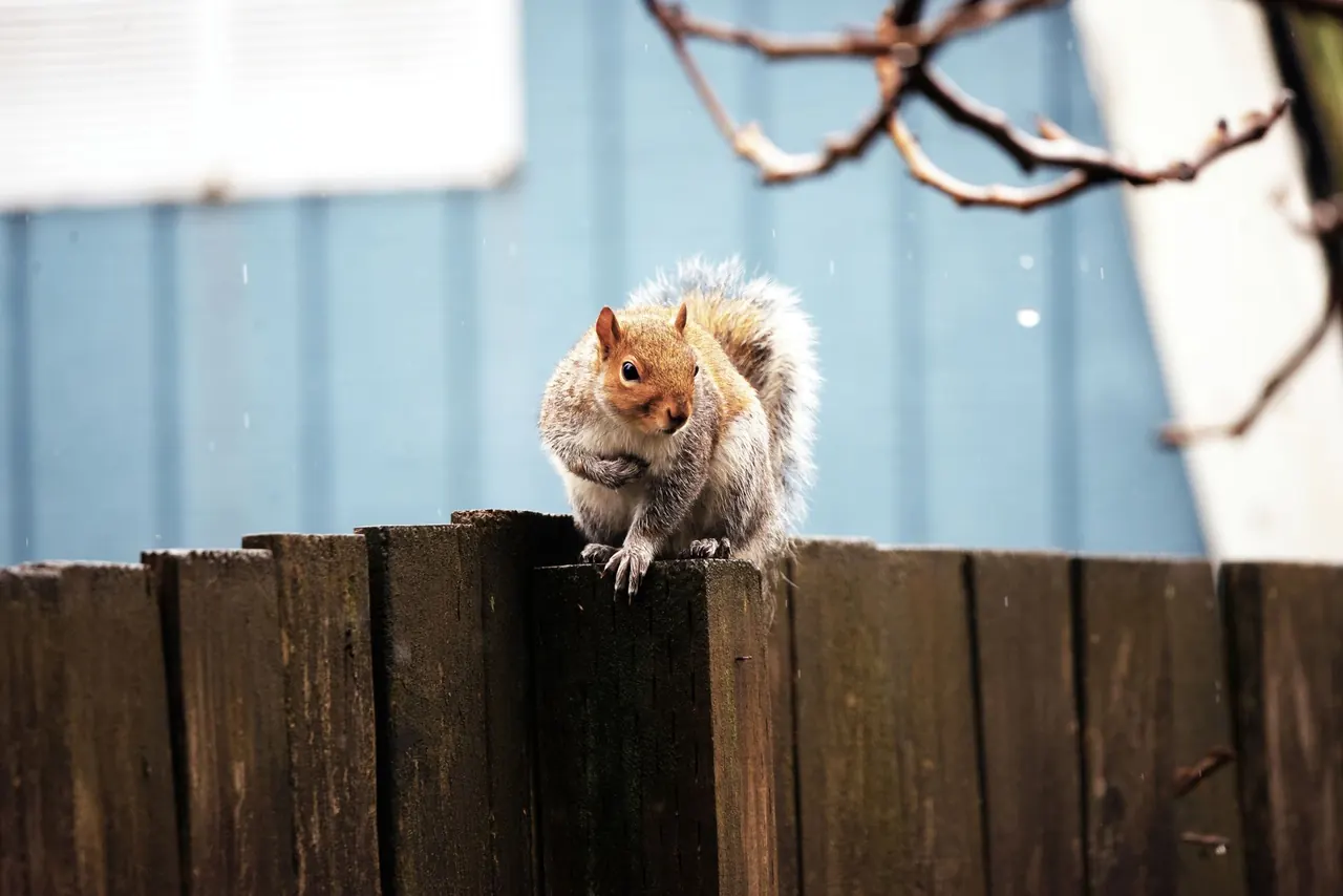 Pest Control in Grand Haven FL